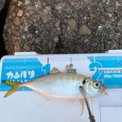 タコ釣れないので、アジ！