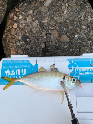 タコ釣れないので、アジ！