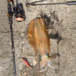 食べて美味しいサイズ