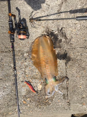 食べて美味しいサイズ