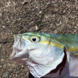 ビッグバッカー 鰤カスタム