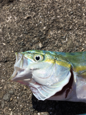 ビッグバッカー 鰤カスタム