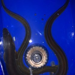 夕方からうなぎ釣り