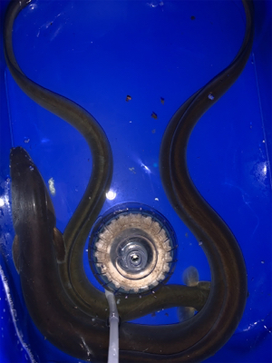 夕方からうなぎ釣り