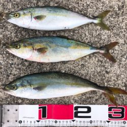 あと少しでハマチ^_^