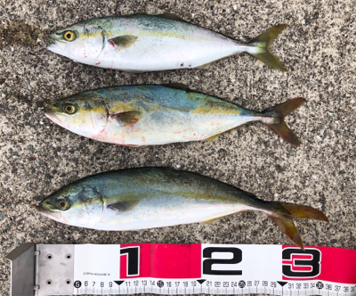 あと少しでハマチ^_^