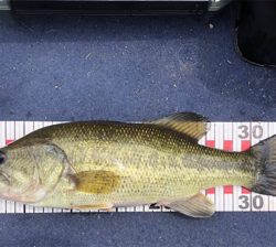 ボートでダウンショット