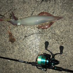 美味しいイカ？お任せあれ！！