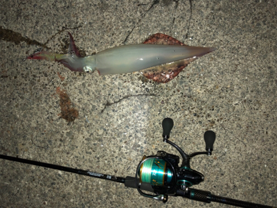 美味しいイカ？お任せあれ！！