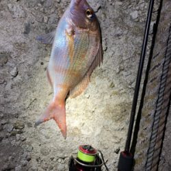 アジングタックルでマダイ！