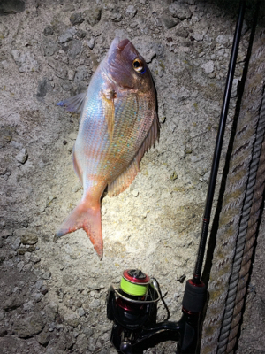 アジングタックルでマダイ！