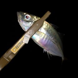 アジング練習中3