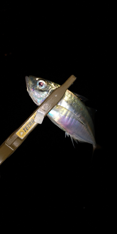 アジング練習中3