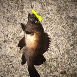 初投稿でーす！