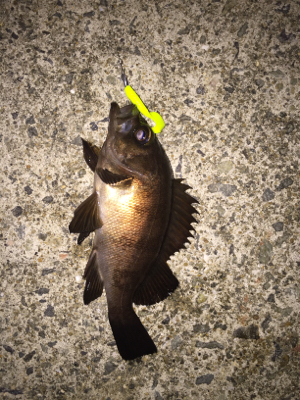 初投稿でーす！