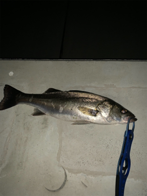 ニューポイント開拓