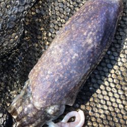 コウイカにツバス