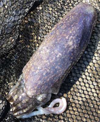 コウイカにツバス