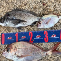 宇野沖 磯フカセ