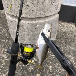 デイアジング 成立豆から良型