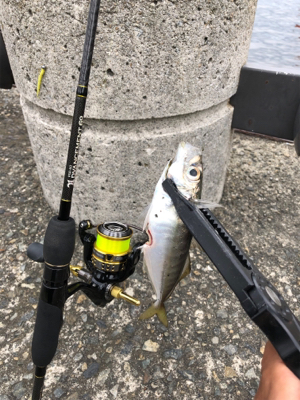 デイアジング 成立豆から良型