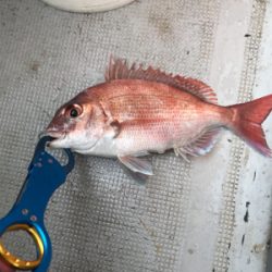 初めての一つテンヤ