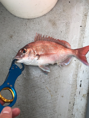 初めての一つテンヤ