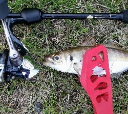 アジンガー1810〜1940