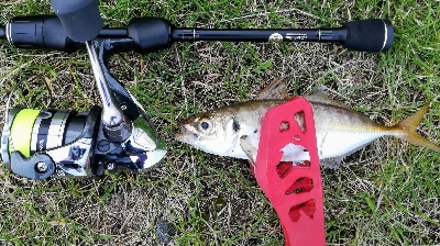 アジンガー1810〜1940