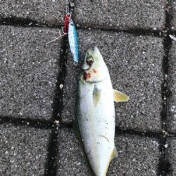 久々のＬＳＪはツバス祭りでした。