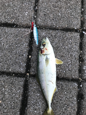 久々のＬＳＪはツバス祭りでした。