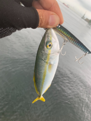 イレグイと聞いて