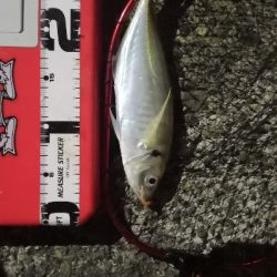 アジング練習4 湾奥ジャンボ