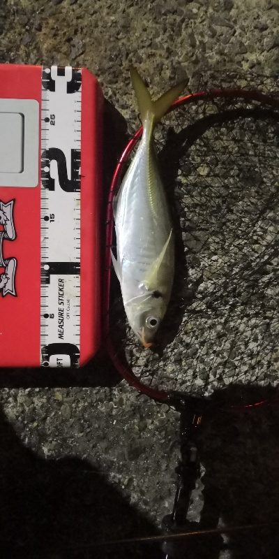 アジング練習4 湾奥ジャンボ