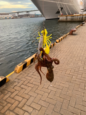 ビッグワン求めて