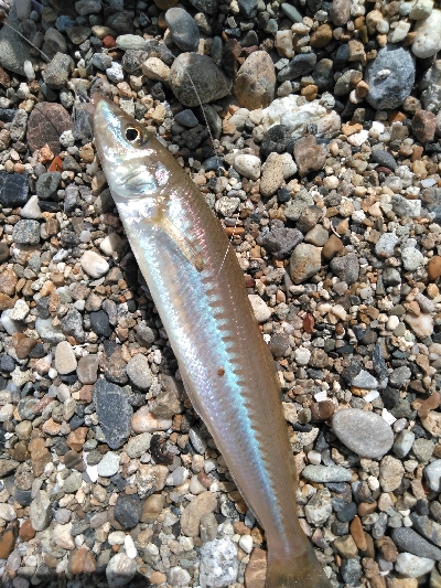 小さくてもホウボウ