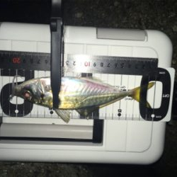 Fシステム-アジング