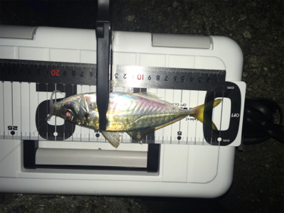 Fシステム-アジング