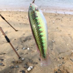 ちょい投げベラ釣り