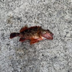 人工島プールでシロギス狙い