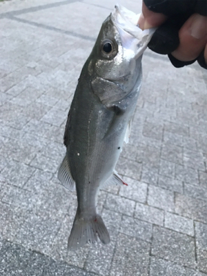 さて、サイズが…