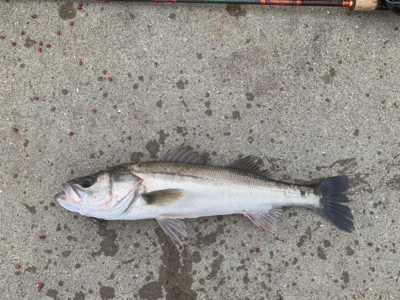 ひぃーっさびさのデイシーバス☆