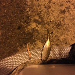 恐るべし…熟成アクア