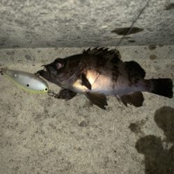 シーバス狙いがメバル