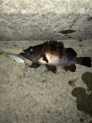 シーバス狙いがメバル