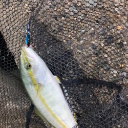 朝練、ツバス好調！