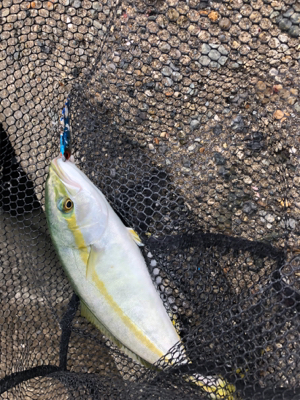 朝練、ツバス好調！