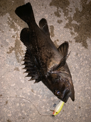 この風はいつになったら落ち着くの！？