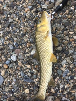 トップで出る出る