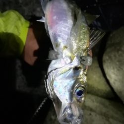 ナイトアジング